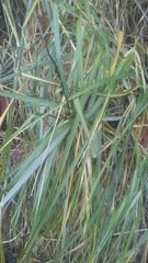 Spinifex hirsutus