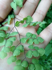 Adiantum tricholepis