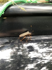 Leptoscelis elongator