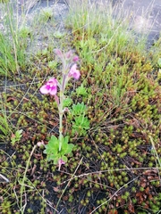 Craterostigma wilmsii