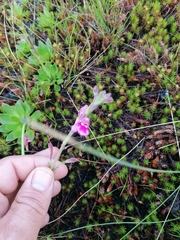 Craterostigma wilmsii