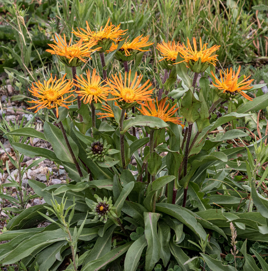 goldenweeds