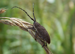 Neodillonia albisparsa