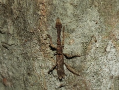 Ulocerus mexicanus