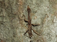 Ulocerus mexicanus