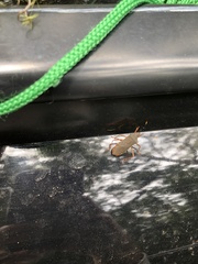 Leptoscelis elongator