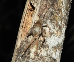 Mogoplistinae