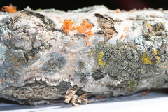 Cytospora chrysosperma