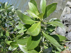 Conocarpus