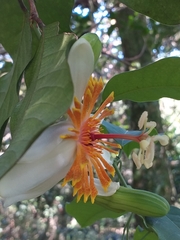 Passiflora pittieri