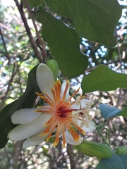 Passiflora pittieri