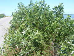 Conocarpus