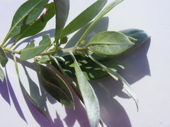 Conocarpus