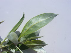 Conocarpus
