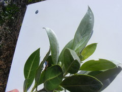 Conocarpus