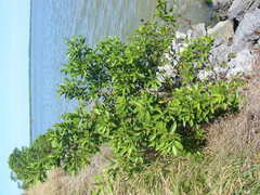 Conocarpus