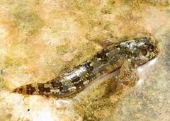 Lipophrys trigloides