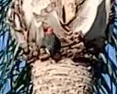 Melanerpes carolinus