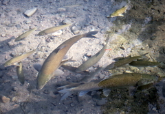 Luciobarbus guiraonis