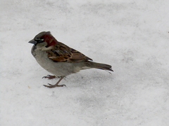 Passer domesticus