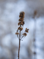 Leonurus quinquelobatus
