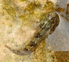 Lipophrys trigloides