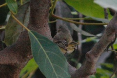 Camptostoma obsoletum