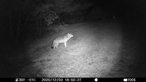 Coyote photographed in Connecticut