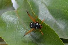 Hypodynerus labiatus