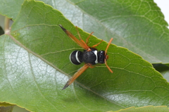 Hypodynerus labiatus