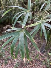 Phyllostachys aurea