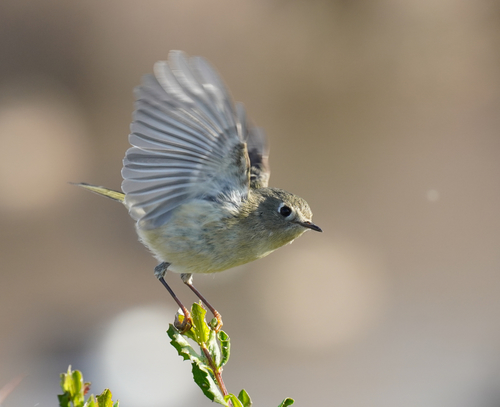 Ruby-crowned Kinglet, photo 10 of 10