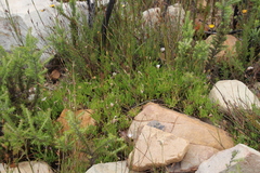 Dimorphotheca acutifolia