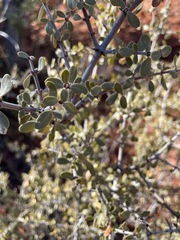 Ceanothus pauciflorus