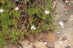 Dimorphotheca acutifolia