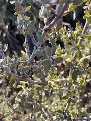 Ceanothus pauciflorus