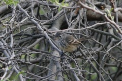 Anairetes flavirostris