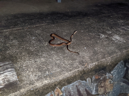 Brown Tree Snake sighting