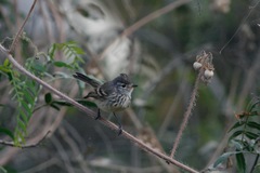 Anairetes flavirostris