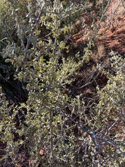 Ceanothus pauciflorus