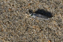 Lissoteles