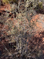 Ceanothus pauciflorus