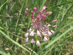 Allium paniculatum