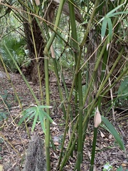 Phyllostachys aurea