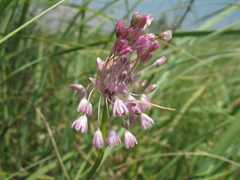 Allium paniculatum
