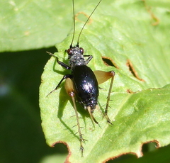Trigonidium cicindeloides