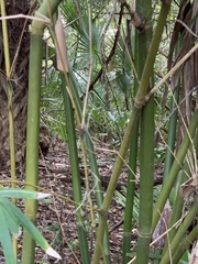 Phyllostachys aurea