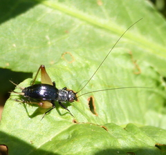 Trigonidium cicindeloides