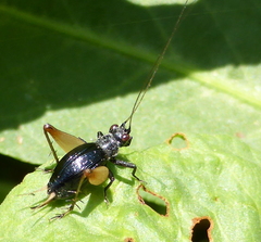 Trigonidium cicindeloides