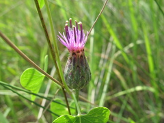 Centaurea scabiosa adpressa